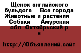 Щенок английского бульдога  - Все города Животные и растения » Собаки   . Амурская обл.,Октябрьский р-н